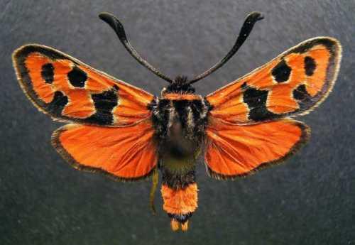 Zygaena fausta