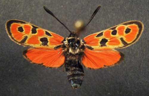 Réf. 5 975 : Zygaena hilaris