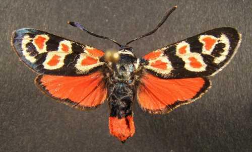 Zygaena occitanica