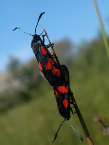 Réf. 5 298 : Zygaena trifolii