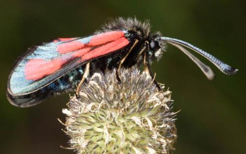 Zygaena loti