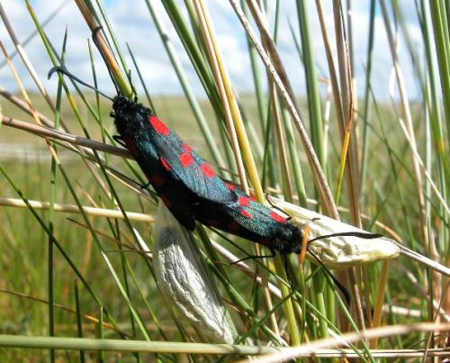 Zygaena trifolii