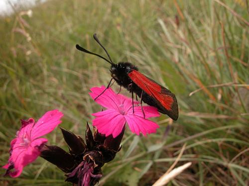 Réf. 5 300 : Zygaena purpuralis