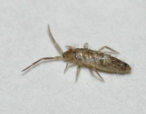 Seira sp.
