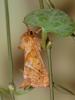 Triodia sylvina