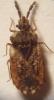 Aradus depressus
