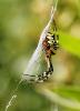 Argiope bruennichi