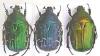 Cetonia carthami