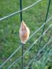 5561 – Photo : Lodie – France (31)