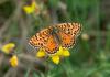 5010 – Photo : Hugues Mouret – France (69)