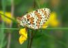 5011 – Photo : Hugues Mouret – France (69)