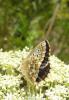5349 – Photo : Arnaud Jean-Pierre – France (09)