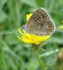 5209 – Photo : Arnaud Jean-Pierre – France (09)