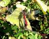 5771 – Photo : Arnaud Jean-Pierre – France (09)