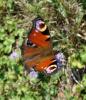 5677 – Photo : Arnaud Jean-Pierre – France (09)