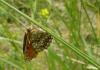 5498 – Photo : Arnaud Jean-Pierre – France (09)