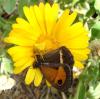 5126 – Photo : Arnaud Jean-Pierre – France (66)