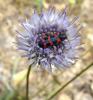 5124 – Photo : Arnaud Jean-Pierre – France (66)