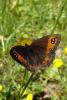 5482 – Photo : Arnaud Jean-Pierre – France (11)