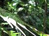 5147 – Photo : globetrotter – Costa Rica