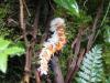 5077 – Photo : globetrotter – Costa Rica