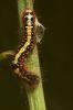 5864 – Photo : Paul Giboureau – France (37)