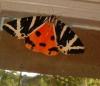 5405 – Photo : phoracantha – France (47)