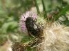 5022 – Photo : Hugues Mouret – France (69)