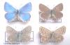 Polyommatus bellargus