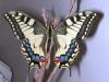 Papilio machaon