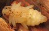 Rhagium bifasciatum