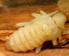 Rhagium bifasciatum