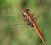 5309 – Photo : Mineha – France (06)