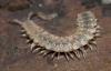 Polydesmus sp.
