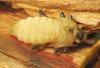 Rhagium bifasciatum