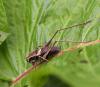 5267 – Photo : microbe – France (62)