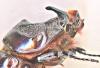 5981 – Photo : Dominique Poirier-Ducrocq – Vietnam