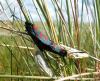 5301 – Photo : David GENOUD – France (01)