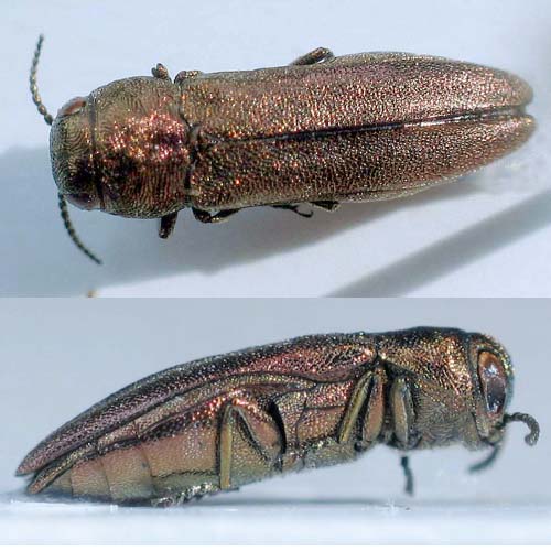 matthieu pilard - Agrilus (Agrilus) integerrimus - réf. 5668 (500 x 500 pixels, 62 ko)