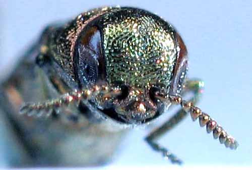 matthieu pilard - Agrilus (Agrilus) integerrimus - réf. 5669 (500 x 337 pixels, 38 ko)