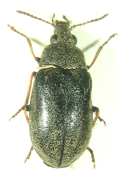 P.Deschamps - Mycterus sp. - réf. 5377 (410 x 643 pixels, 147 ko)