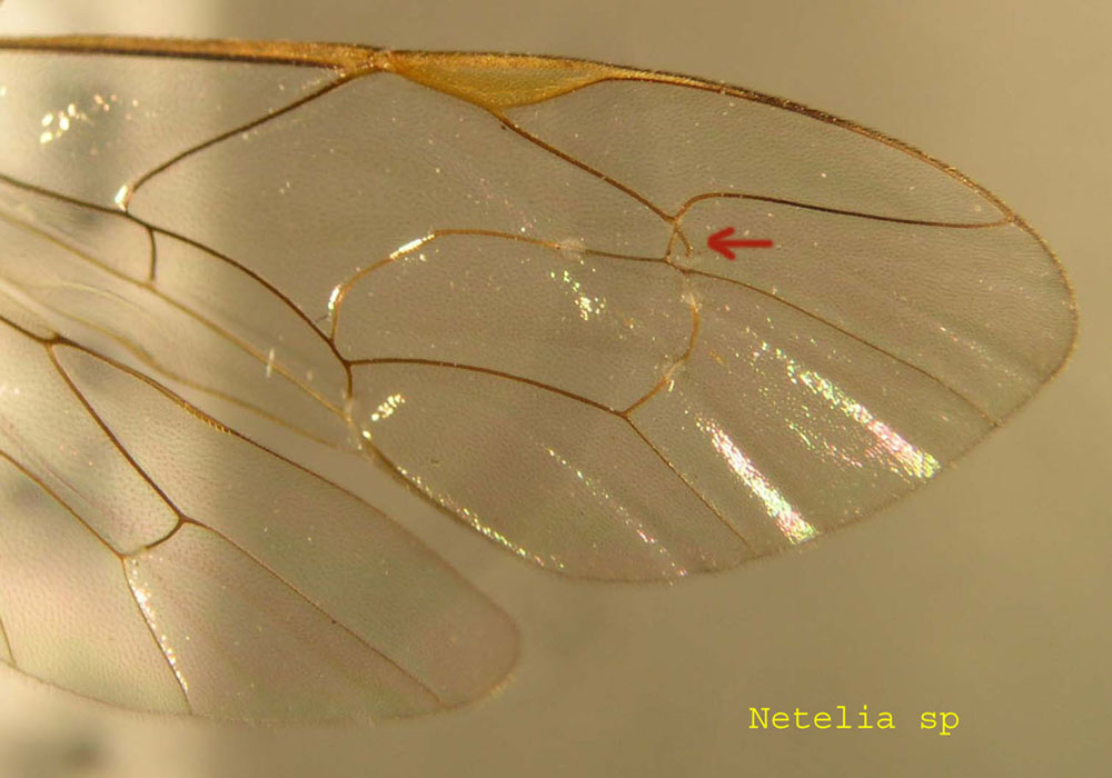 Thierry ROBERT - Netelia sp. - réf. 5853 (1000 x 700 pixels, 131 ko)