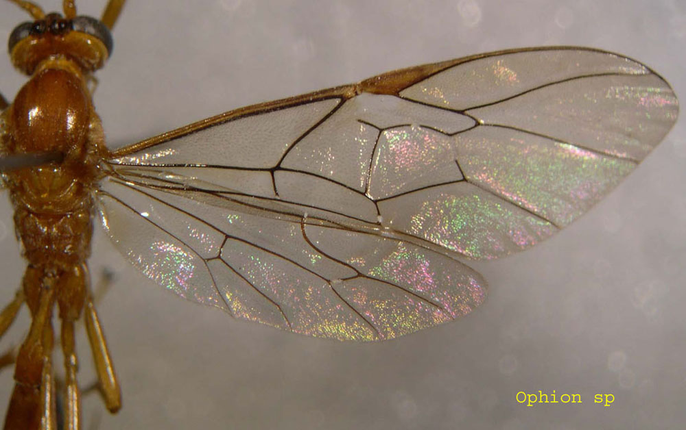 Thierry ROBERT - Ophion sp. - réf. 5852 (1000 x 628 pixels, 139 ko)