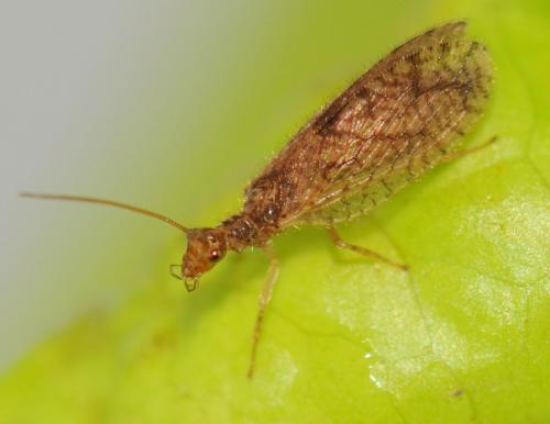 Micromus angulatus