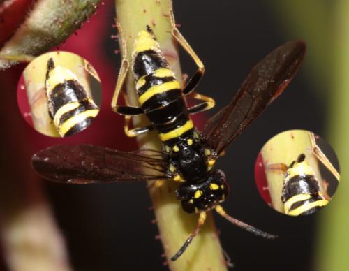 Allantus viennensis