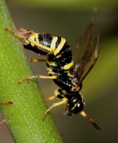 Allantus viennensis