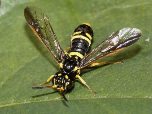 Allantus viennensis