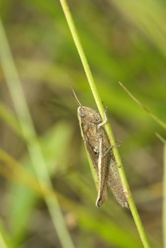 Réf. 50 111 : Chorthippus sp.