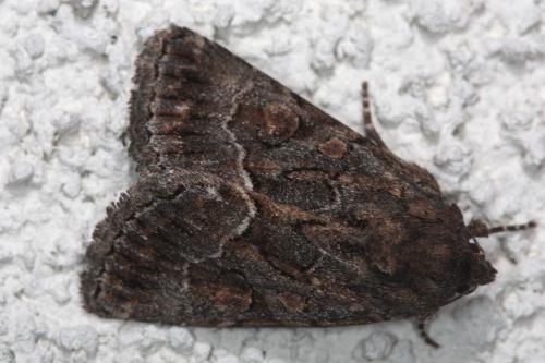 Réf. 50 113 : Thalpophila matura