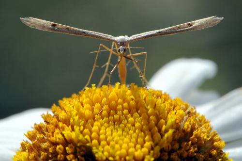 Réf. 50 146 : Stenoptilia sp.